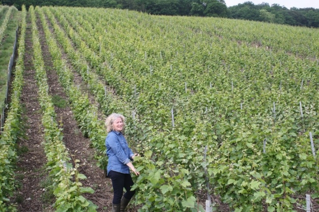 Champagne COUVENT-LEMERY -  Champagne COUVENT-LEMERY -