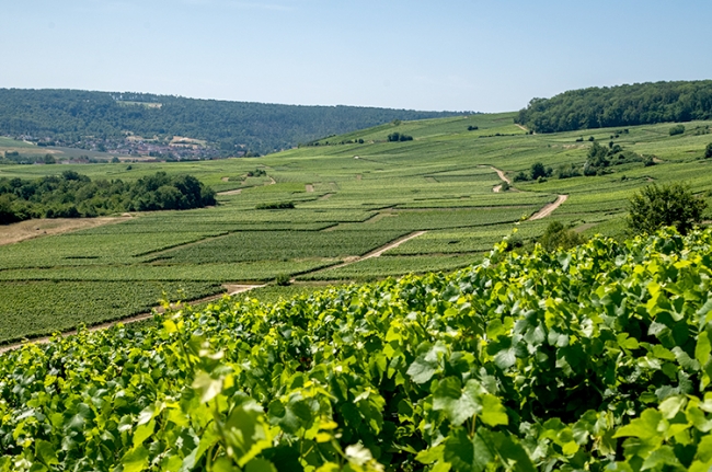 Champagne COUVENT-LEMERY - 