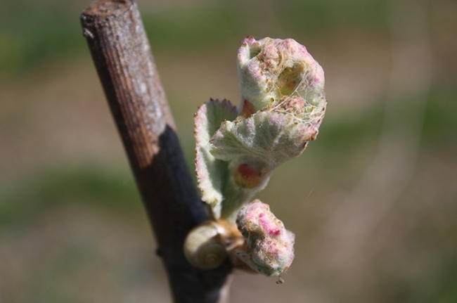 Champagne COUVENT-LEMERY -  Champagne COUVENT-LEMERY -