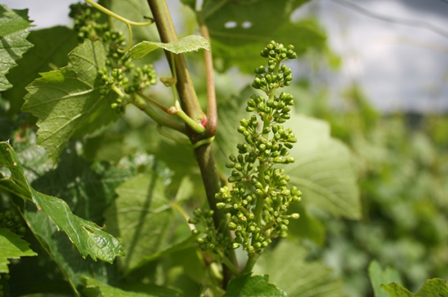 Champagne COUVENT-LEMERY -  Champagne COUVENT-LEMERY -