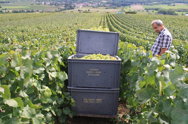 Champagne COUVENT-LEMERY -  Champagne COUVENT-LEMERY -