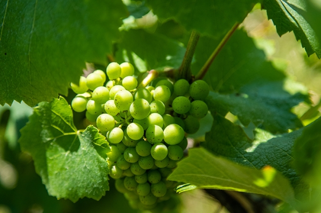 Champagne COUVENT-LEMERY -  Champagne COUVENT-LEMERY -