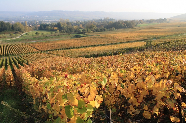 Champagne COUVENT-LEMERY -  Champagne COUVENT-LEMERY -