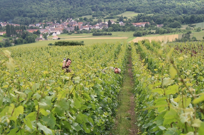 Champagne COUVENT-LEMERY -  Champagne COUVENT-LEMERY -