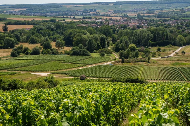 Champagne COUVENT-LEMERY -  Champagne COUVENT-LEMERY -