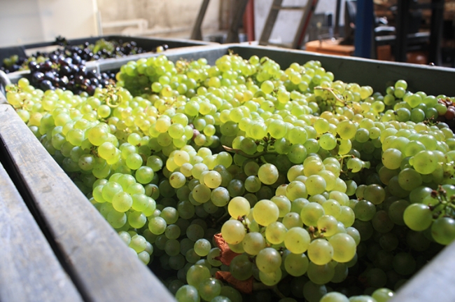 Champagne COUVENT-LEMERY - 